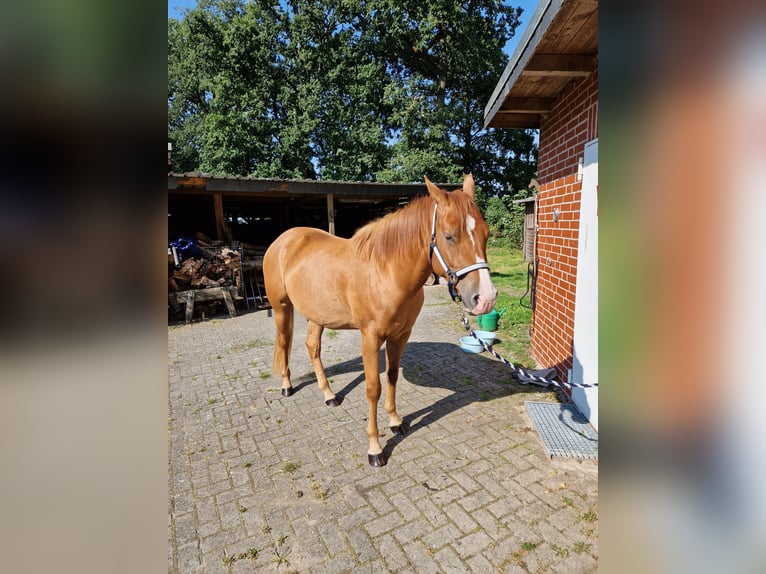 Appaloosa Castrone 3 Anni 150 cm Sauro in Martfeld