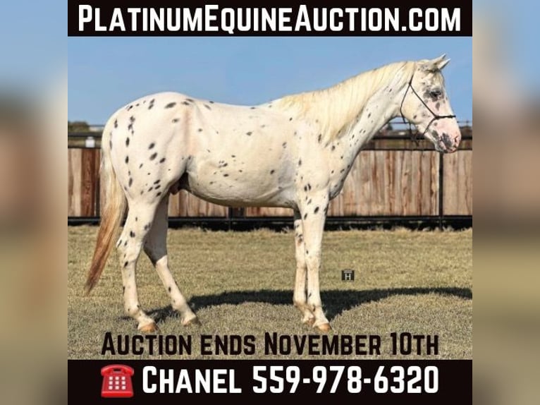 Appaloosa Castrone 3 Anni 152 cm Leopard in Jacksboro TX