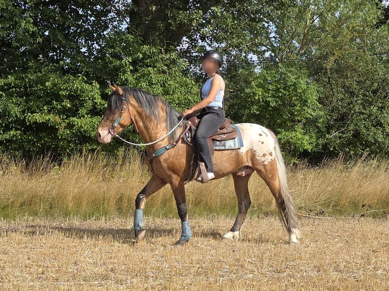 Appaloosa Mix Castrone 3 Anni 154 cm Leopard in Linkenbach