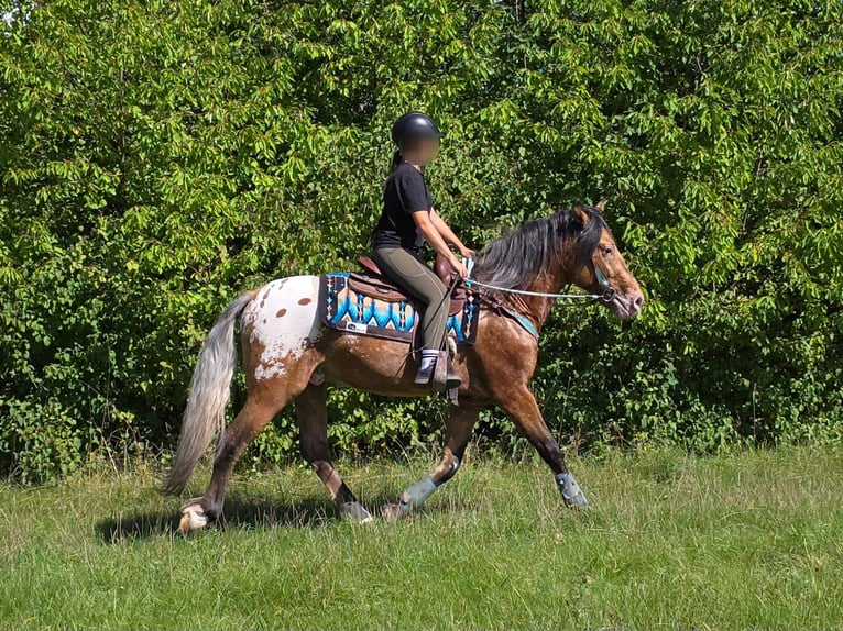Appaloosa Mix Castrone 3 Anni 154 cm Leopard in Linkenbach