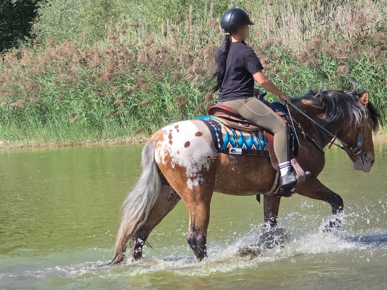Appaloosa Mix Castrone 3 Anni 154 cm Leopard in Linkenbach