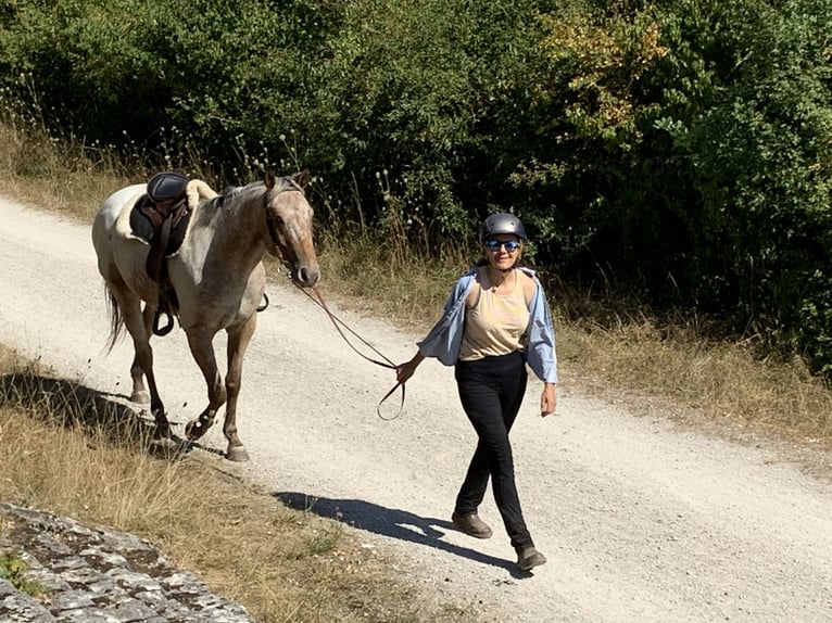 Appaloosa Castrone 3 Anni 155 cm Baio in Berching