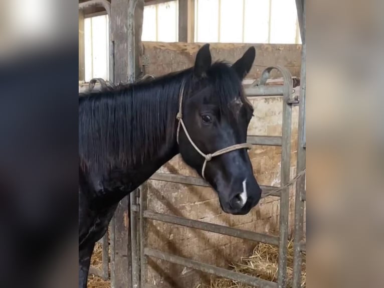 Appaloosa Castrone 3 Anni 155 cm Baio nero in Goch