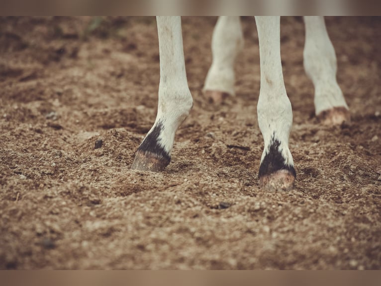 Appaloosa Castrone 3 Anni 155 cm in Stein
