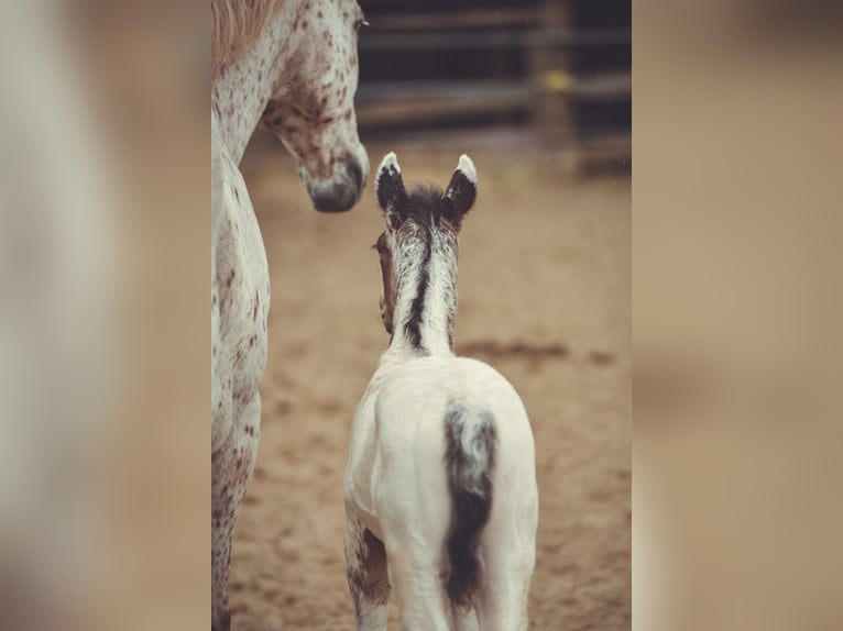 Appaloosa Castrone 3 Anni 155 cm in Stein