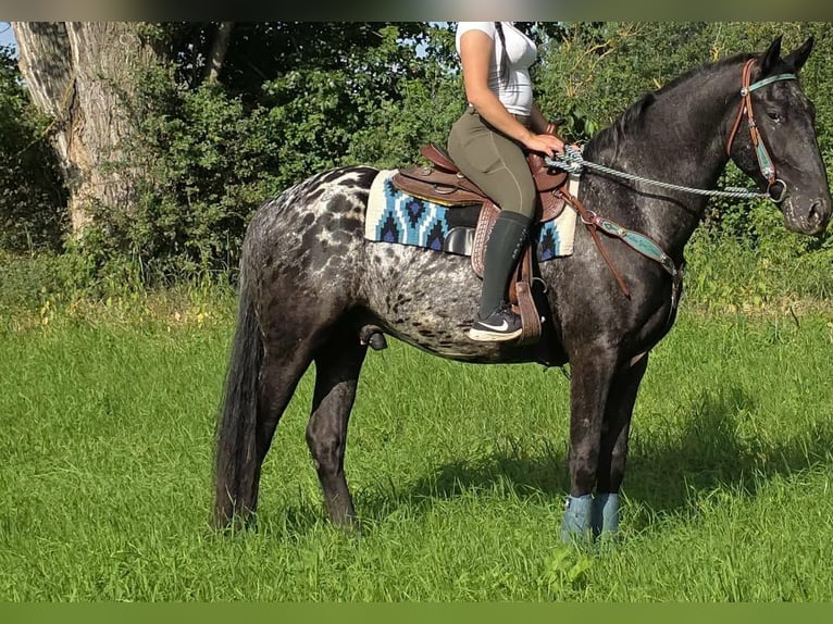 Appaloosa Castrone 3 Anni 155 cm Leopard in Linkenbach