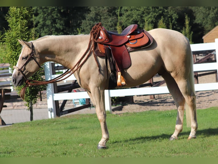 Appaloosa Castrone 3 Anni 155 cm Palomino in Oberhausen