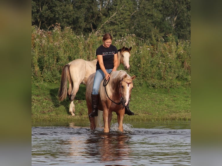 Appaloosa Castrone 3 Anni 155 cm Palomino in Oberhausen