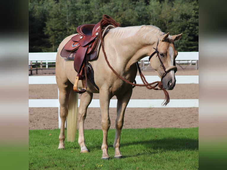 Appaloosa Castrone 3 Anni 155 cm Palomino in Oberhausen