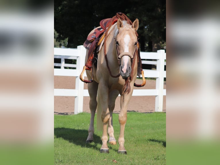 Appaloosa Castrone 3 Anni 155 cm Palomino in Oberhausen