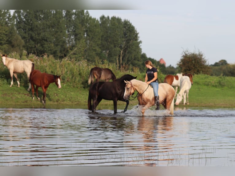 Appaloosa Castrone 3 Anni 155 cm Palomino in Oberhausen