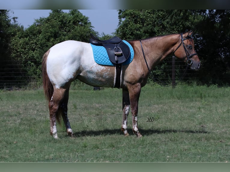 Appaloosa Castrone 3 Anni 155 cm Pelle di daino in Carthage