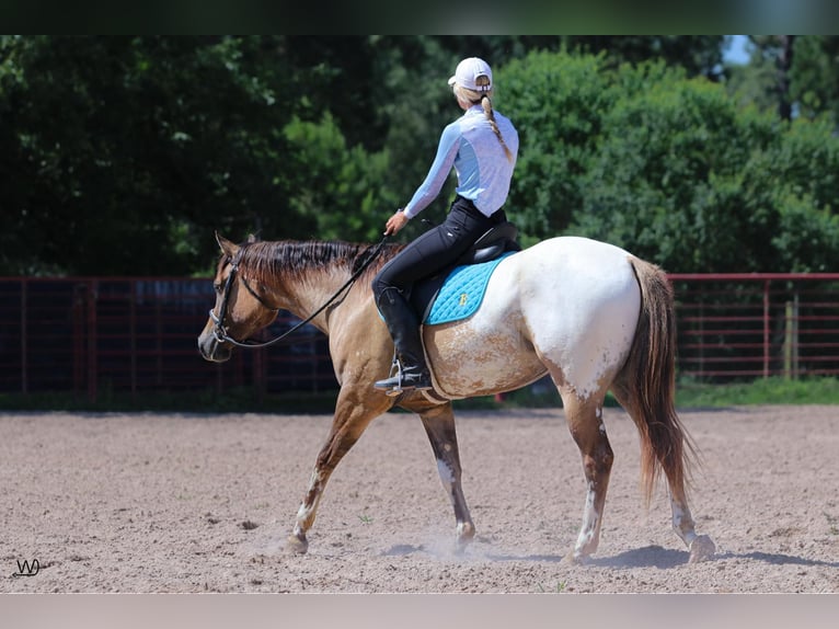 Appaloosa Castrone 3 Anni 155 cm Pelle di daino in Carthage