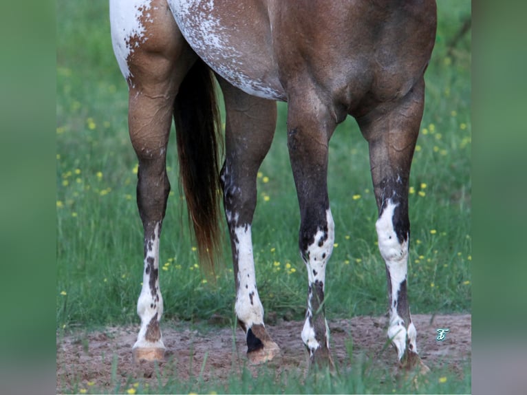 Appaloosa Castrone 3 Anni 155 cm Pelle di daino in Carthage