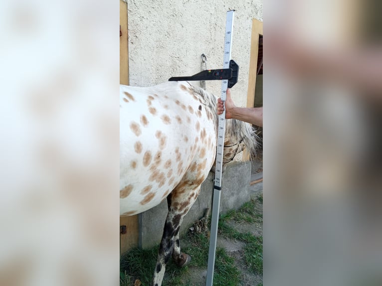 Appaloosa Castrone 3 Anni 156 cm in Mühlberg (Elbe)