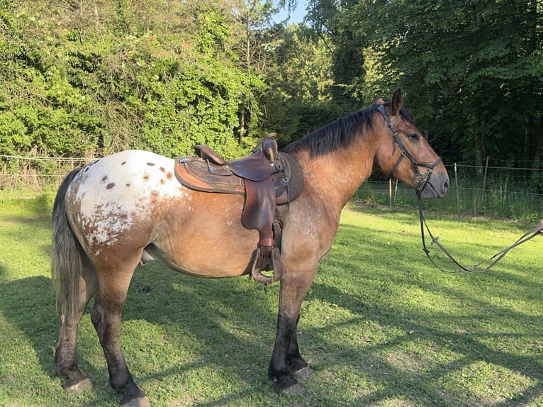 Appaloosa Castrone 3 Anni 157 cm Leopard in Fuchstal