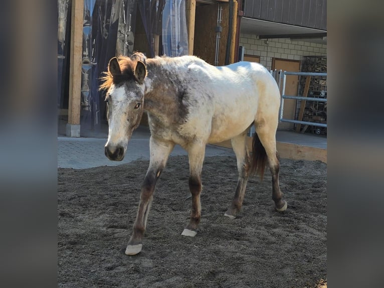 Appaloosa Castrone 3 Anni 158 cm Pelle di daino in Sommeri