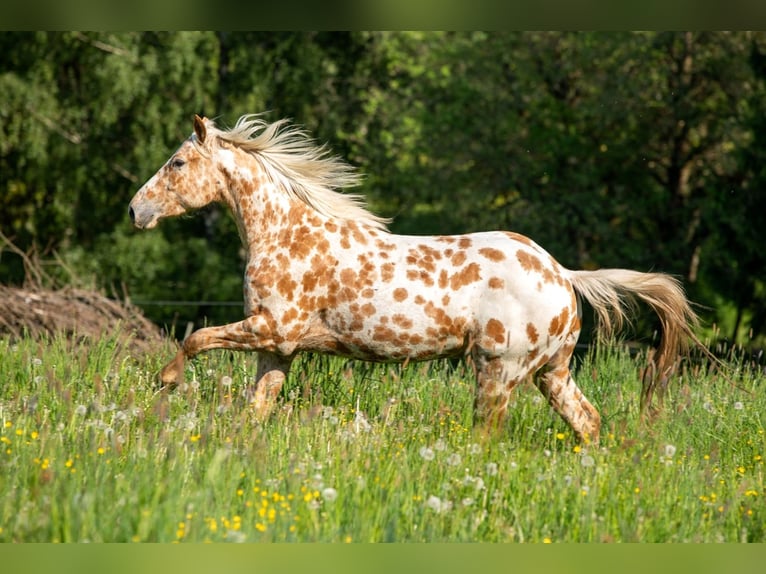 Appaloosa Castrone 3 Anni 160 cm Palomino in Železný Brod