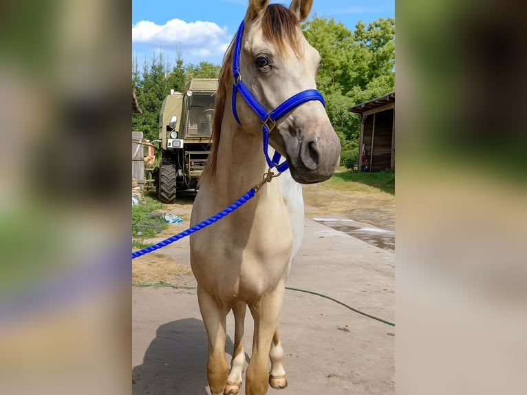 Appaloosa Castrone 3 Anni 160 cm Pelle di daino in Rubkow