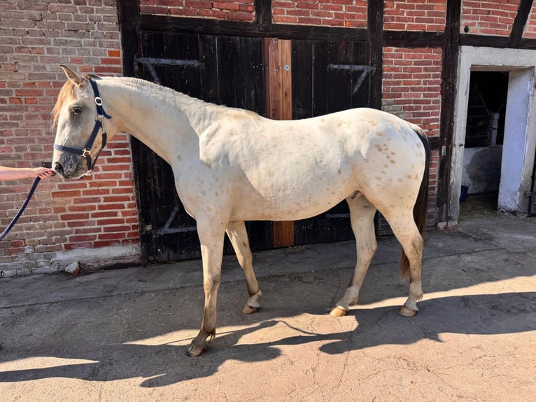 Appaloosa Castrone 3 Anni 160 cm Pelle di daino in Rubkow