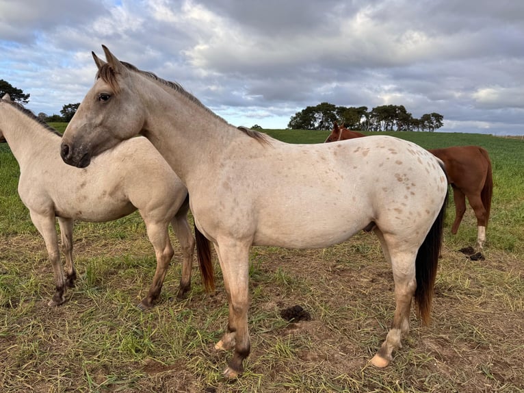 Appaloosa Castrone 3 Anni 160 cm Pelle di daino in Rubkow