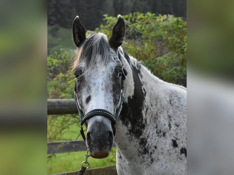 Appaloosa Castrone 3 Anni 162 cm Pezzato in Gibswil