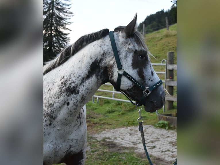 Appaloosa Castrone 3 Anni 162 cm Pezzato in Gibswil