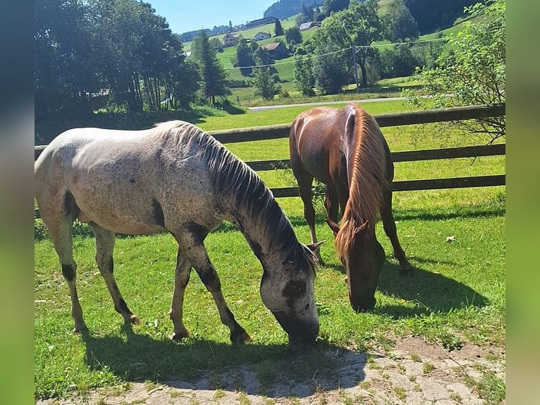 Appaloosa Castrone 3 Anni 162 cm Pezzato in Gibswil