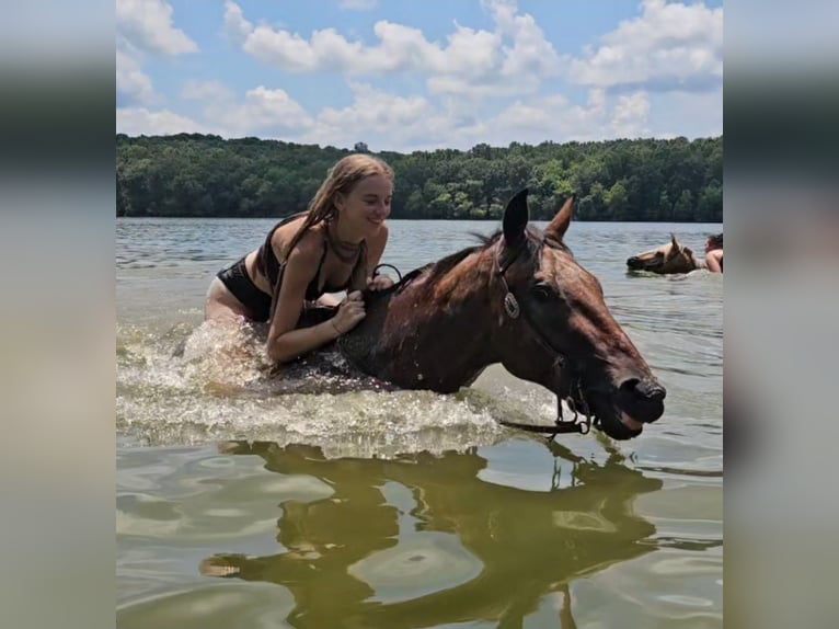 Appaloosa Castrone 3 Anni Baio ciliegia in Robards