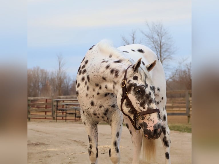 Appaloosa Castrone 3 Anni Leopard in Saginaw