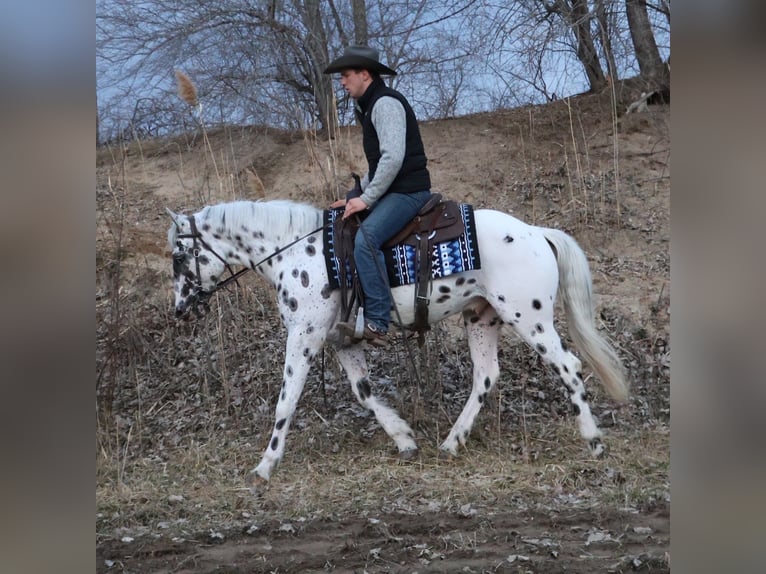 Appaloosa Castrone 3 Anni Leopard in Saginaw