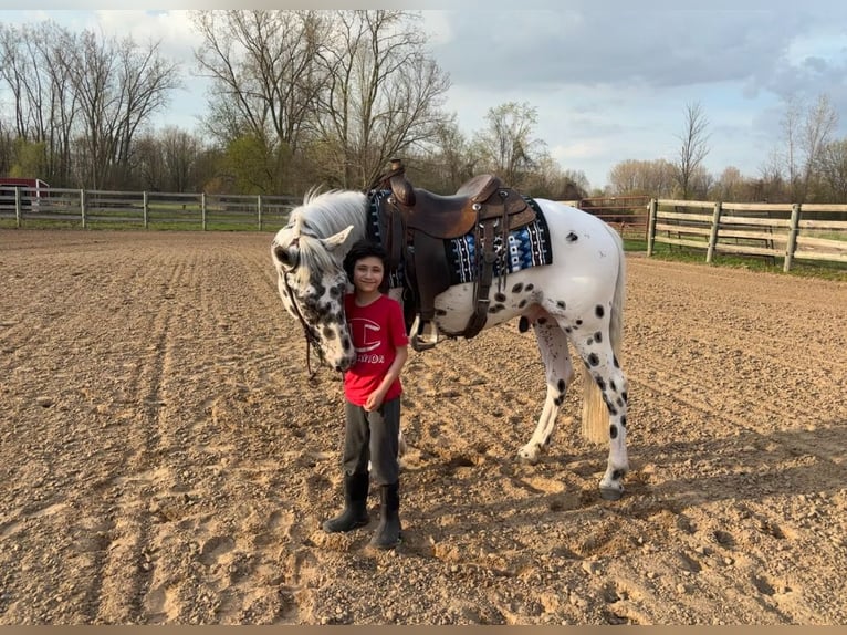 Appaloosa Castrone 3 Anni Leopard in Saginaw