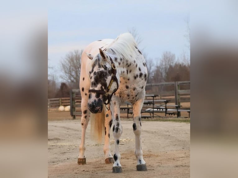 Appaloosa Castrone 3 Anni Leopard in Saginaw