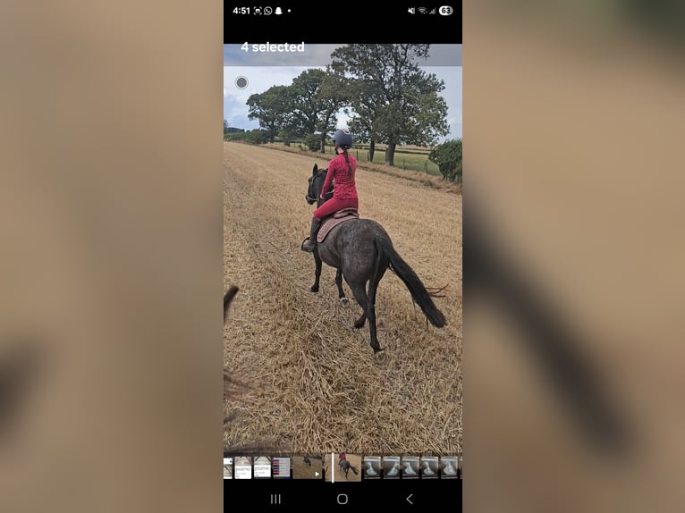 Appaloosa Mix Castrone 4 Anni 132 cm Falbo baio in Newcastle Appaloosa Mix Castrone 4 Anni 132 cm Falbo baio in Newcastle