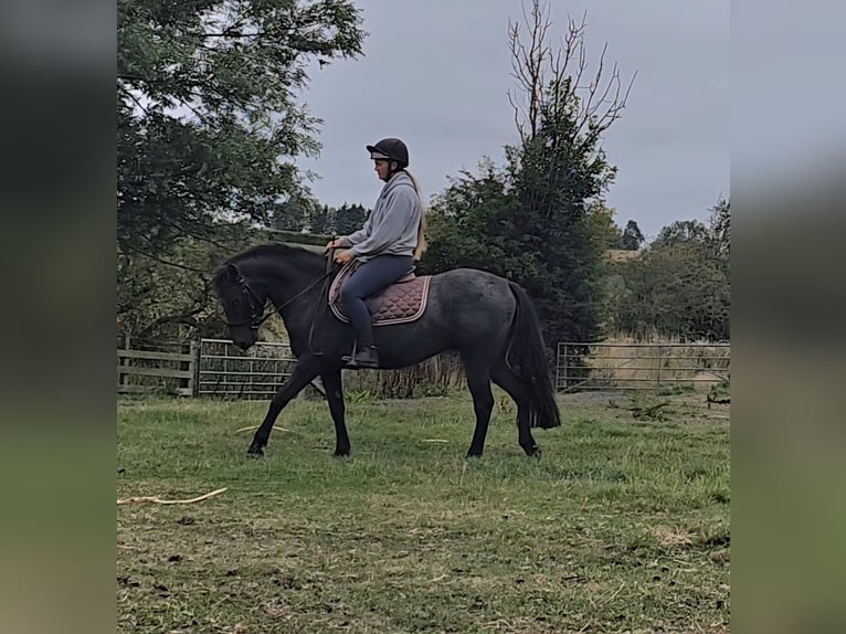 Appaloosa Mix Castrone 4 Anni 132 cm Falbo baio in Newcastle Appaloosa Mix Castrone 4 Anni 132 cm Falbo baio in Newcastle