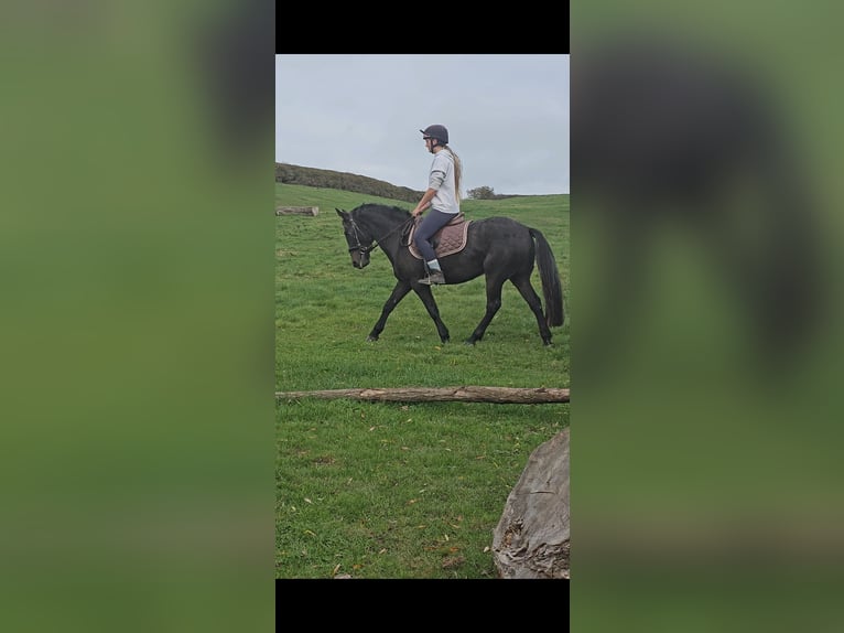 Appaloosa Mix Castrone 4 Anni 132 cm Falbo baio in Newcastle Appaloosa Mix Castrone 4 Anni 132 cm Falbo baio in Newcastle