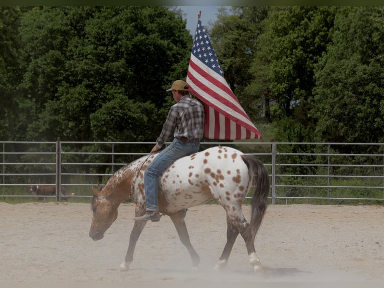 Appaloosa Castrone 4 Anni 147 cm Falbo in Fair Grove