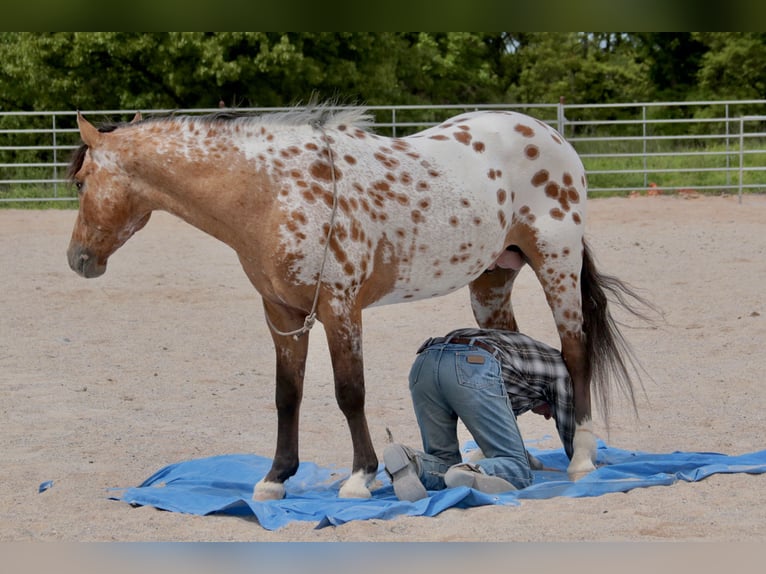 Appaloosa Castrone 4 Anni 147 cm Falbo in Fair Grove