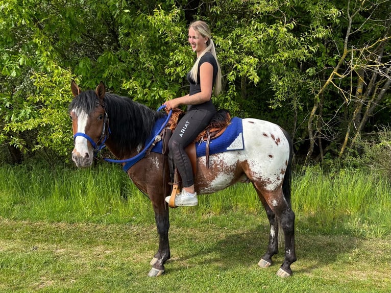 Appaloosa Castrone 4 Anni 149 cm Leopard in Linkenbach