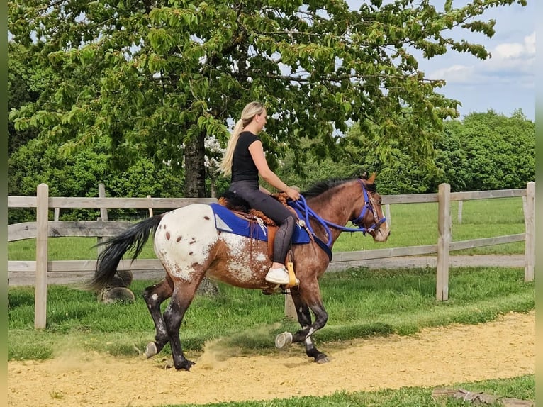 Appaloosa Castrone 4 Anni 149 cm Leopard in Linkenbach