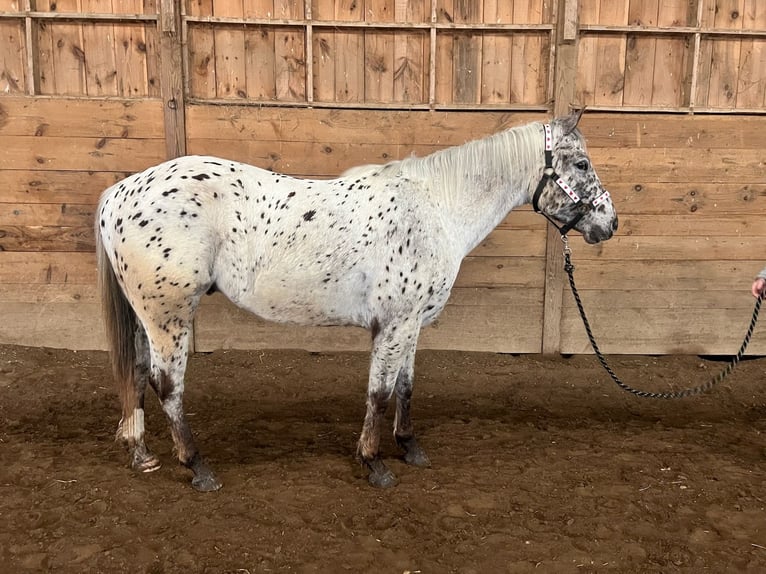 Appaloosa Castrone 4 Anni 152 cm Baio nero in Simsbury