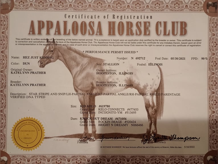 Appaloosa Castrone 4 Anni 152 cm Falbo in Laotto
