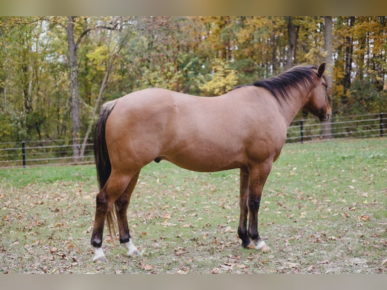 Appaloosa Castrone 4 Anni 152 cm Falbo in Laotto