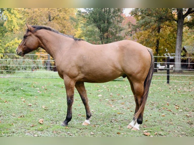 Appaloosa Castrone 4 Anni 152 cm Falbo in Laotto