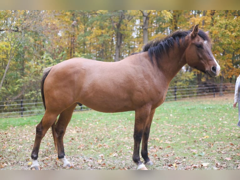 Appaloosa Castrone 4 Anni 152 cm Falbo in Laotto