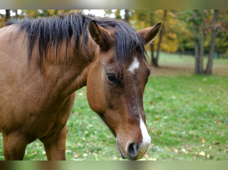 Appaloosa Castrone 4 Anni 152 cm Falbo in Laotto