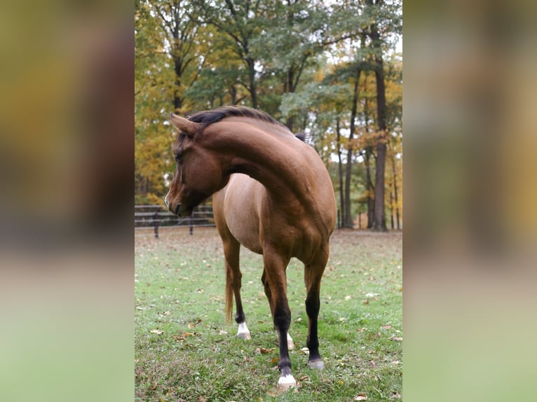 Appaloosa Castrone 4 Anni 152 cm Falbo in Laotto