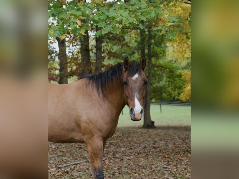 Appaloosa Castrone 4 Anni 152 cm Falbo in Laotto