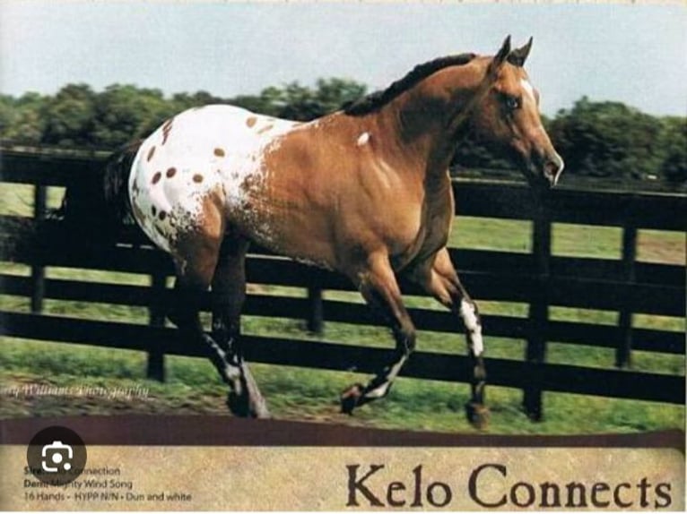 Appaloosa Castrone 4 Anni 152 cm Falbo in Laotto