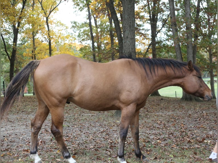 Appaloosa Castrone 4 Anni 152 cm Falbo in Laotto